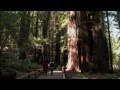 Muir Woods National Monument Tour ~ HD