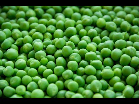 Green Peas 101-Nutrition and Health Benefits
