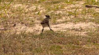 preview picture of video 'Chick of the Masked Lapwing (Vanellus miles) / Küken vom Maskenkiebitz [2]'