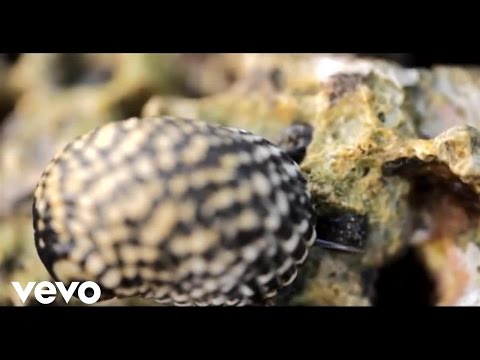 MidnightGroovers - Bon Disque (Official Video)