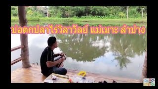 preview picture of video 'ICLIP Fishing ตกสปิ๋ว บ่อตกปลาไร่วิลาวัลย์ อ.แม่เมาะ จ.ลำปาง'