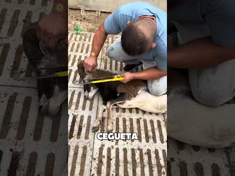 descorne en ganadería #ganaderia