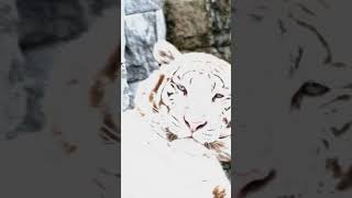 Download lagu Story wa macan putih ||30detik 😱 mp3