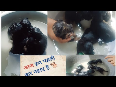 आज हम पहली बार नहाए है 🐕#dog#doglife Dogs video today we bath for the first time