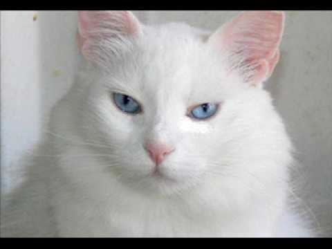 miauband - Peace of me (Britney Spears)