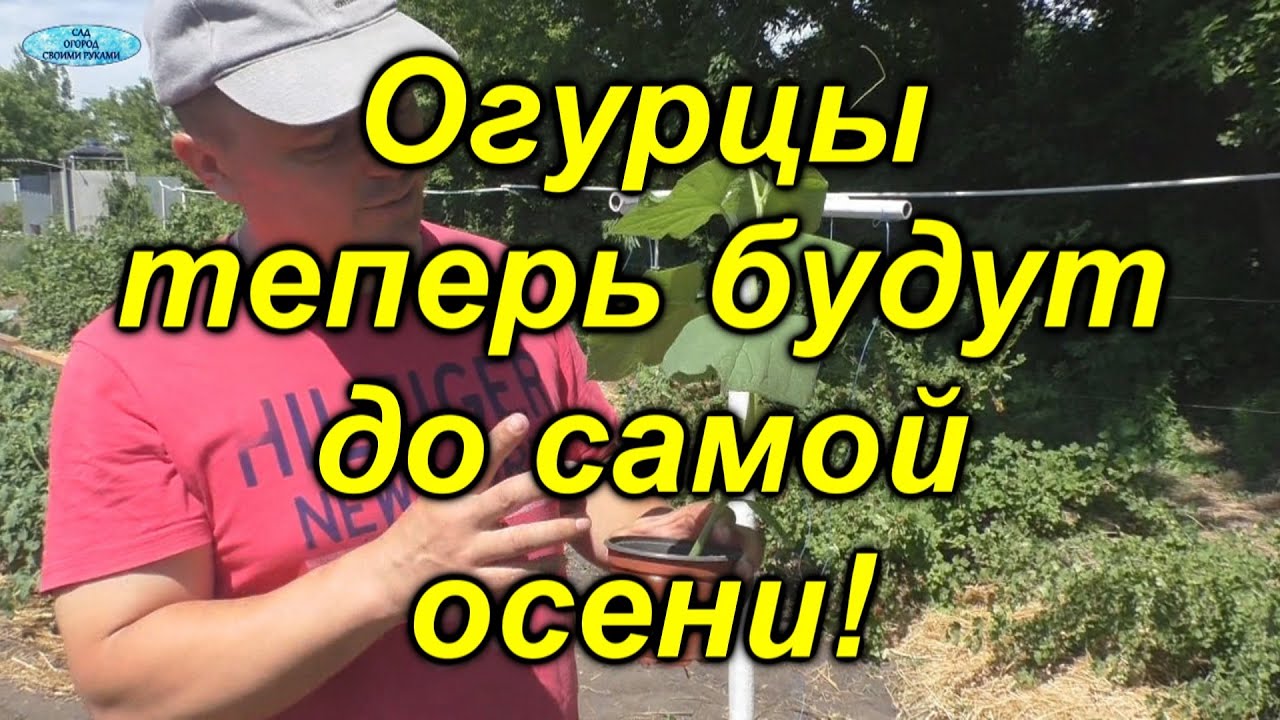 Огурцы в открытом грунте -легко и много!