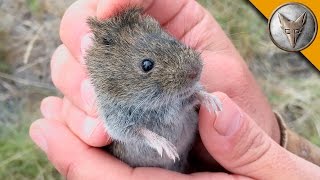 Elusive Lagoon Mouse