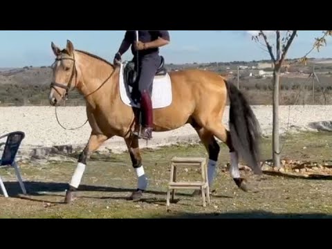 FAROL 2016, Buckskin PRE Andalusian stallion , December 2024 video logo