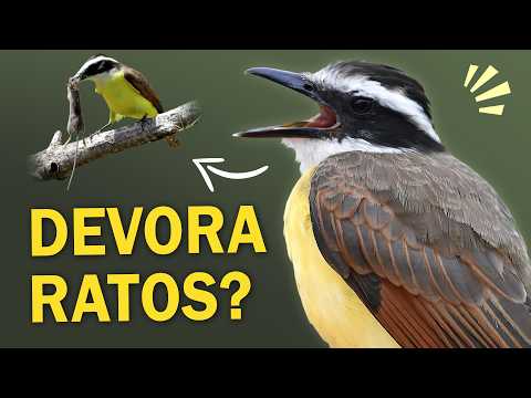 Great Kiskadee: All the songs and curiosities of Brazil's most popular bird.