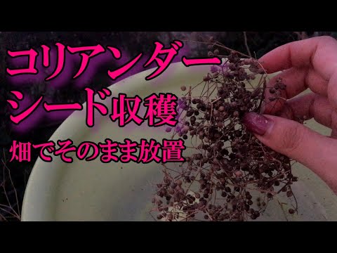 コリアンダーを正しく収穫する: それが重要です 植物