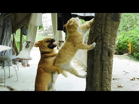 The unbeatable teamwork! 💪 CATS AND DOGS Awesome Friendship