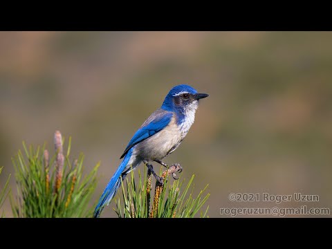 Kapuciarka dubová (Aphelocoma californica) — správanie, biotop a hlas