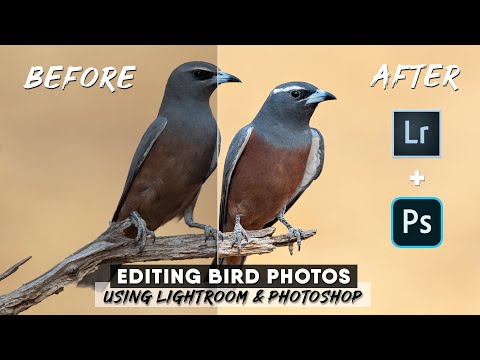 How To Edit Bird Photos Using Lightroom And Photoshop | Advanced Techniques From Start To Finish