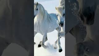 white HORSES 🐎 #shorts #horses