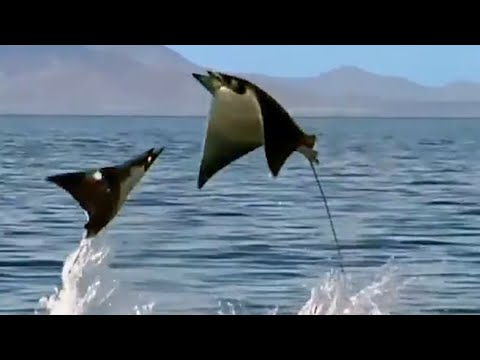 La danse des raies mantas