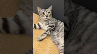 Download lagu Abu Ternyata Kucing American Short Hair Yang Mahal?? #kucinglucu #kucing #kitten #catlover mp3