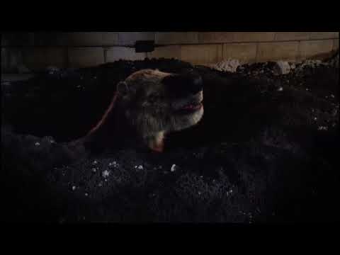 Natural History Museum Alive [2014] - Glossotherium Screen Time