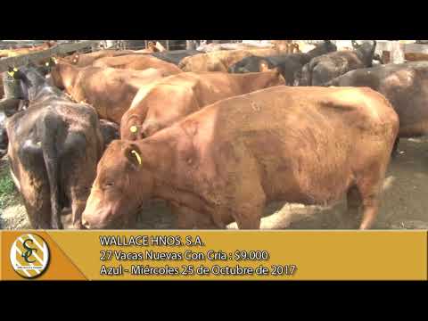 25-10-17 Venta de Vientres - Wallace Hnos. S.A. - Azul