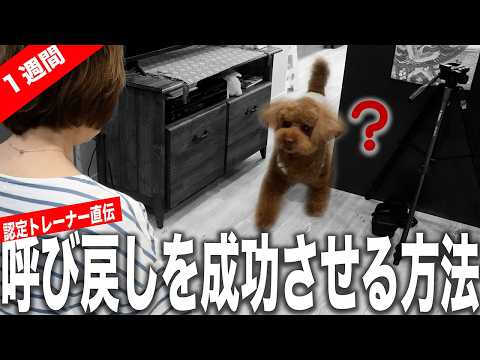 【呼び戻しトレーニング】「呼んでも来ないから危ない時に怖い」呼び戻しが１週間で出来る訓練方法を認定トレーナーが解説！