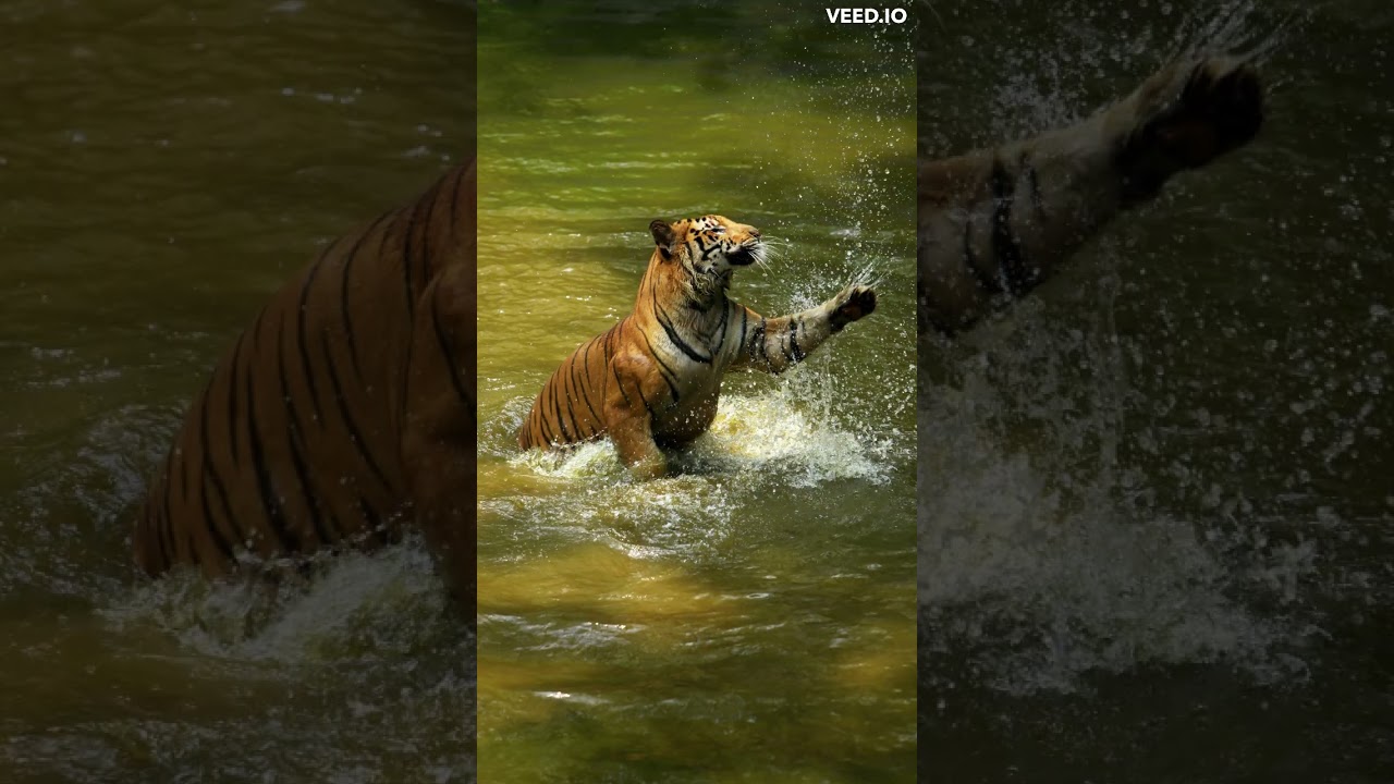 イカつい猫 #short