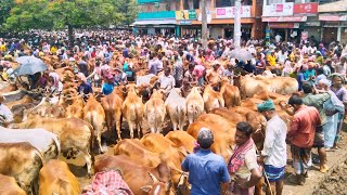 26.5.25 হাঁটশেরা কিছু ইন্ডিয়ান মাংসের বলদ গরু আজকে জয়পুরহাট নতুন হাঁট ০১৯৪৪৭৪৮২০৫