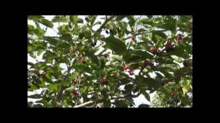 How To Grow a Mulberry Tree From a Cutting