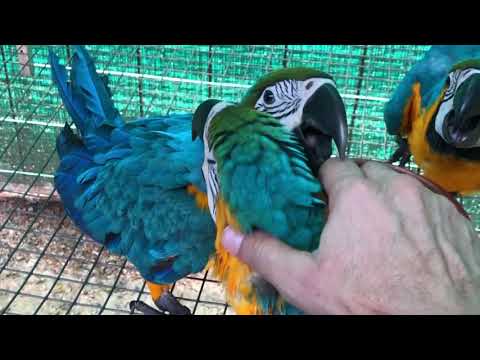 Lorotienda - Temporada de cría 2020