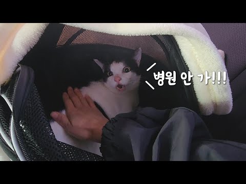 병원 가기 싫어서 역대급 방언 터진 고양이