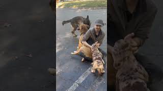 Video preview image #1 German Shepherd Dog-Unknown Mix Puppy For Sale in Decatur, GA, USA