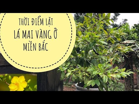 THỜI ĐIỂM LẶT LÁ CHO CÂY MAI VÀNG Ở MIỀN BẮC