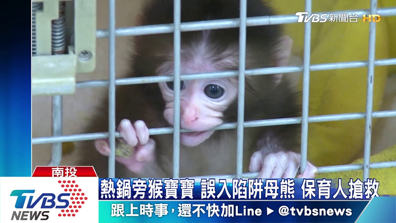 熱鍋旁猴寶寶!誤入陷阱母熊 保育人搶救