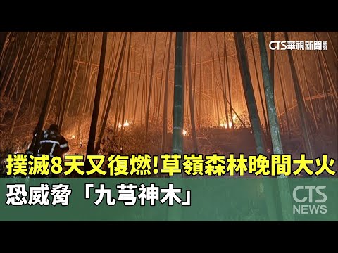 撲滅8天又復燃！草嶺森林晚間大火　恐威脅「九芎神木」