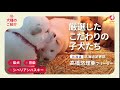 【どんな子犬がいるの？】高橋 悠理亜ブリーダー｜子犬のご紹介篇【みんなのブリーダー】　 みんなのブリーダー シベリアンハスキー 柴犬