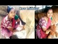 Milking Cow By Hand Milking Video