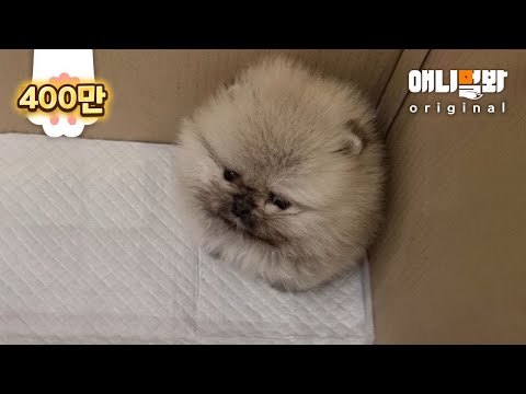 밤톨이를 하나 주웠는데 강아지가 됐어요.