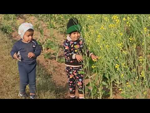 Krishika kuku wheat mustered farm house