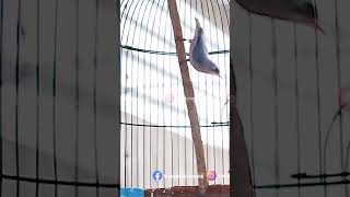 Download lagu Rambatan Paruh Merah Cililin #short #muraibatu #rambatanparuhmerah mp3