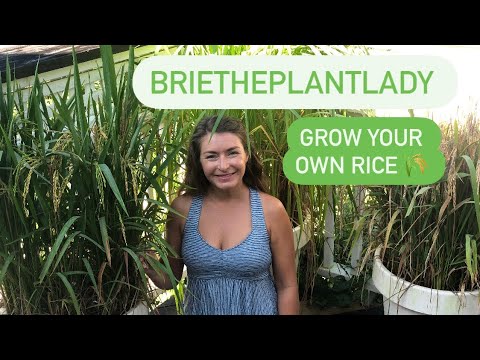 , title : 'Grow rice 🌾 it’s easy!'