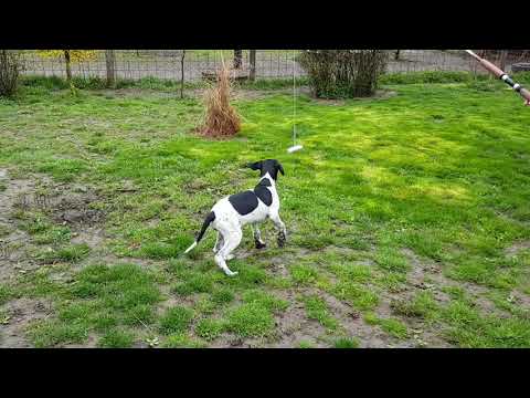 Pointer puppy for sale