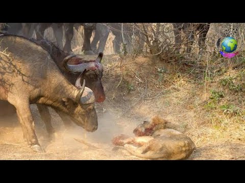 , title : 'amazing Wild lions and buffalo animal vs animal'