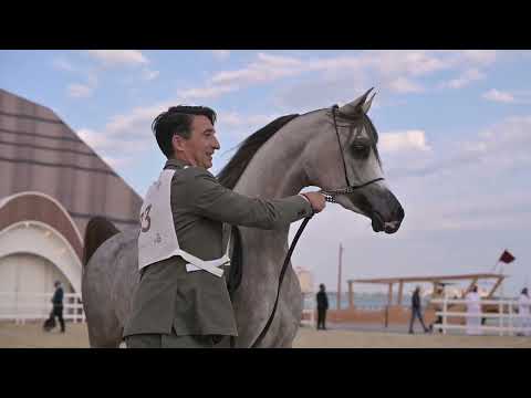 DUBAI STUD ACHIEVEMENTS - GCAT Doha 2024