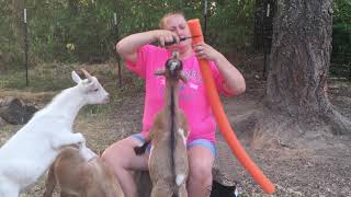 Goat horns problem?? Try this!