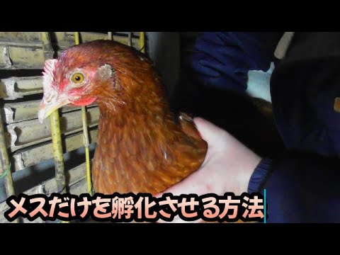 産卵鶏用の小麦を発芽させるにはどうすればよいですか？利点は何ですか?  庭園