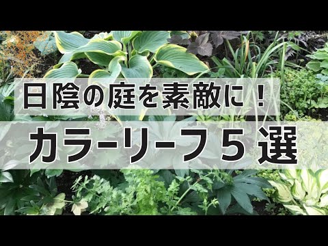 常緑の開花つる植物の外壁フェンス