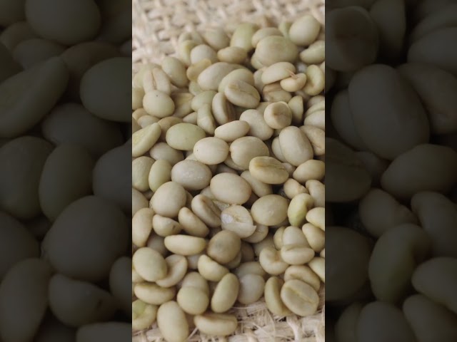 Vídeo relacionado con Café especialidad Caturra en grano 100% Arábica cultivo de altura grano de oro origen volcánico activo Costa Rica tueste medio tostado reciente proceso secado al sol empaque bolsa hermética 900g