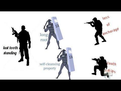 Permanent Mandibular Canine