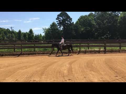 Class 49 English Pleasure W/T/C Cheyenne Robinson & Wonderley Pearl