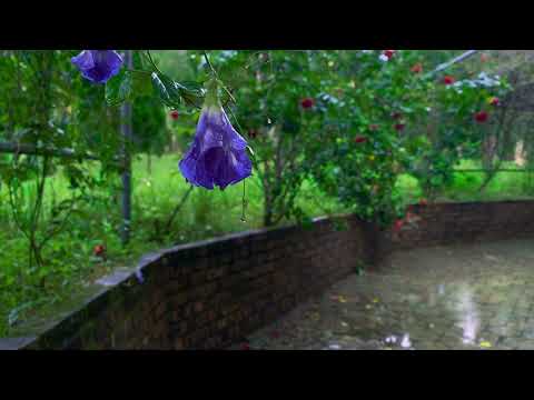 Walk in Kyoto Midnight Rainstorm - 4K HDR