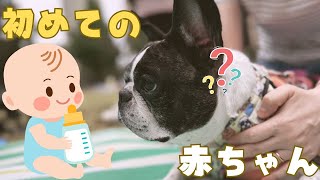 愛犬が初めて赤ちゃんと会ったら固まった🥶