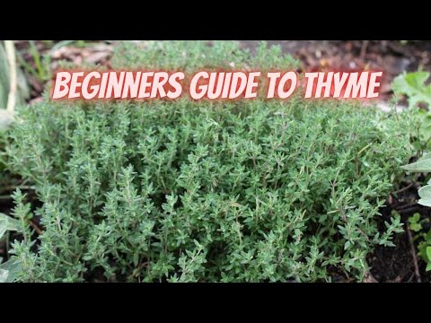 How to Grow Thyme, Another GREAT Companion Plant || DHBG